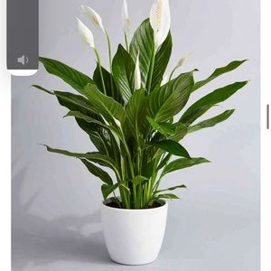 Faux Peace Lily Plant